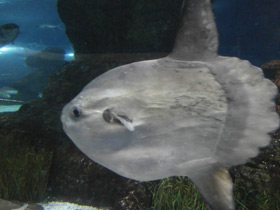 Фото Обыкновенная луна-рыба