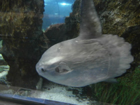 Фото Обыкновенная луна-рыба