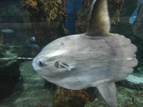 Фото Обыкновенная луна-рыба