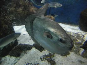 Фото Обыкновенная луна-рыба