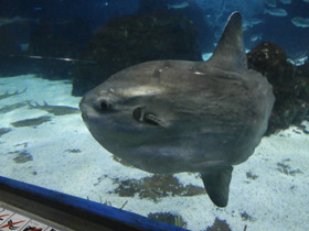 Фото Обыкновенная луна-рыба