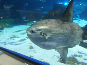 Фото Обыкновенная луна-рыба