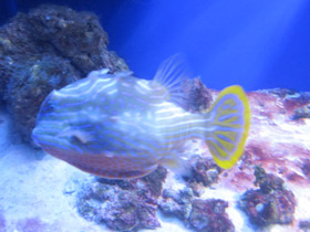 Фото Полосатый кузовок-акарана