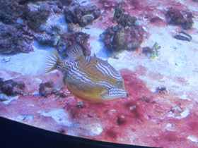 Фото Полосатый кузовок-акарана