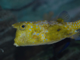 Обыкновенный рогатый кузовок