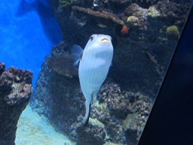 Фото Полосатый аротрон