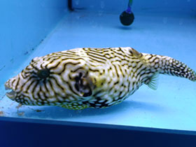 Фото Расписной аротрон