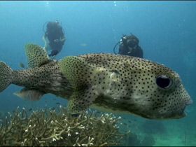 Фото Черноточечный аротрон