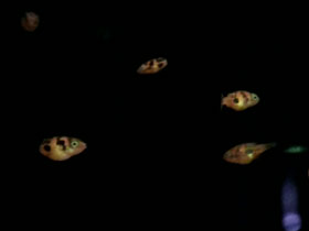 Фото Карликовый тетрадон