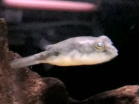 Фото Тетрадон фахак