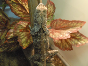 Смотреть фото Плащеносная ящерица Фото Плащеносная ящерица