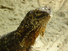 Смотреть фото Плащеносная ящерица Фото Плащеносная ящерица