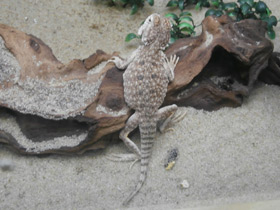 Смотреть фото Ушастая круглоголовка Фото Ушастая круглоголовка