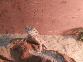 Смотреть фото Ушастая круглоголовка Фото Ушастая круглоголовка