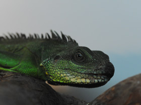 Смотреть фото Водяная агама Фото Водяная агама