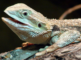 Бородатая агама