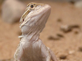 Бородатая агама