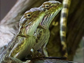 Степная агама