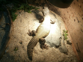 Смотреть фото Египетский шипохвост Фото Египетский шипохвост