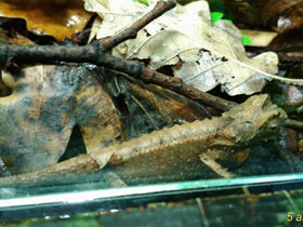 Фото Брукезия