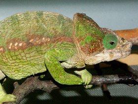 Смотреть фото Хамелеоны: виртуозы камуфляжа Фото Хамелеоны: виртуозы камуфляжа