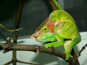 Смотреть фото Хамелеоны: виртуозы камуфляжа Фото Хамелеоны: виртуозы камуфляжа