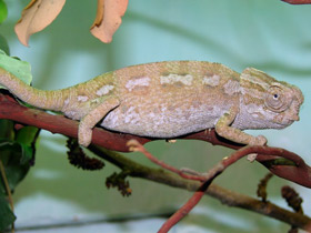 Европейский хамелеон