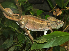 Смотреть фото Хамелеоны: виртуозы камуфляжа Фото Хамелеоны: виртуозы камуфляжа