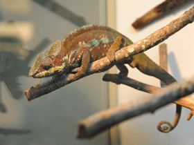 Фото Пантеровый хамелеон