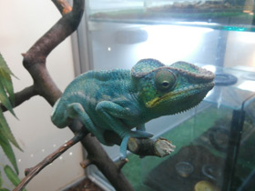 Фото Пантеровый хамелеон