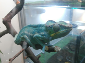 Фото Пантеровый хамелеон