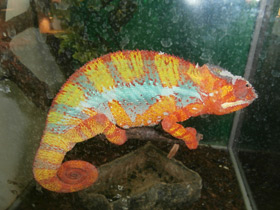 Фото Пантеровый хамелеон