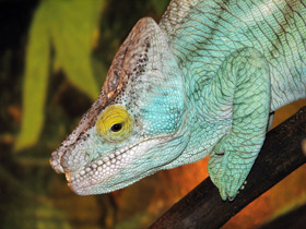 Смотреть фото Хамелеоны: виртуозы камуфляжа Фото Хамелеоны: виртуозы камуфляжа