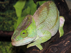 Смотреть фото Хамелеоны: виртуозы камуфляжа Фото Хамелеоны: виртуозы камуфляжа