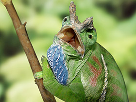 Фото Двуполосый хамелеон