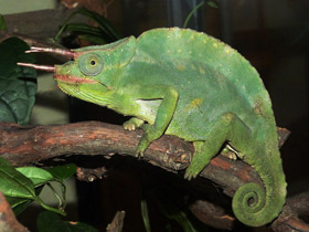 Смотреть фото Хамелеоны: виртуозы камуфляжа Фото Хамелеоны: виртуозы камуфляжа