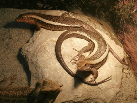 Смотреть фото Плоская ящерица Фото Плоская ящерица