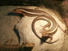 Смотреть фото Плоская ящерица Фото Плоская ящерица