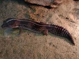 Смотреть фото Африканский толстохвостый геккон Фото Африканский толстохвостый геккон