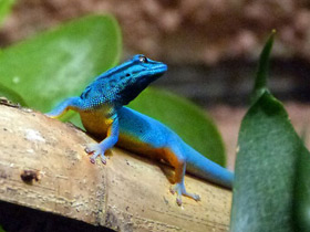 Карликовый геккон Вильямса