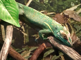 Смотреть фото Анолис-рыцарь Фото Анолис-рыцарь