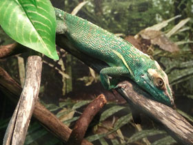 Анолис-рыцарь