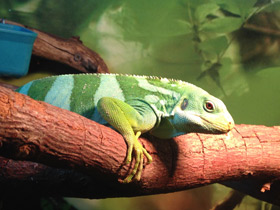 Полосатая фиджийская игуана