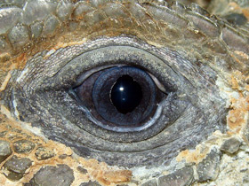 Смотреть фото Игуана-носорог Фото Игуана-носорог