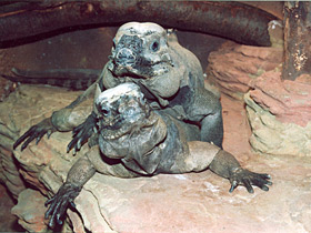 Игуана-носорог