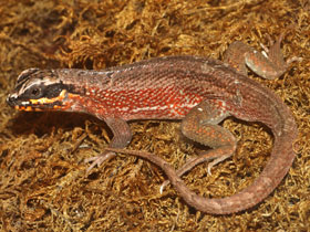 Смотреть фото Испаньольская масковая игуана Фото Испаньольская масковая игуана