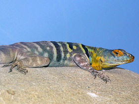 Каменная игуана
