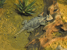 Гигантская жабовидная ящерица