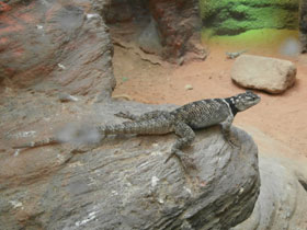 Смотреть фото Синяя колючая игуана Фото Синяя колючая игуана