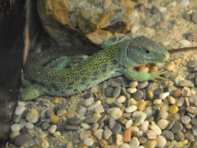 Фото Жемчужная ящерица